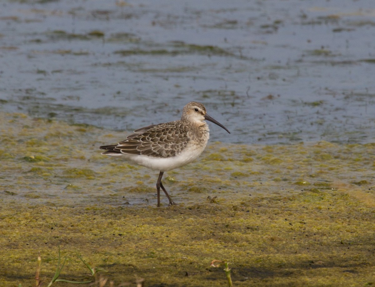 Curlew Sandpiper - ML617027087