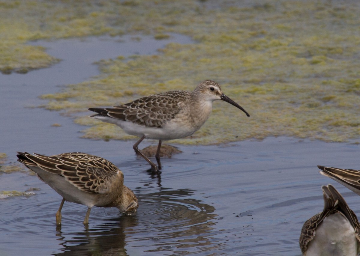 Curlew Sandpiper - ML617027088