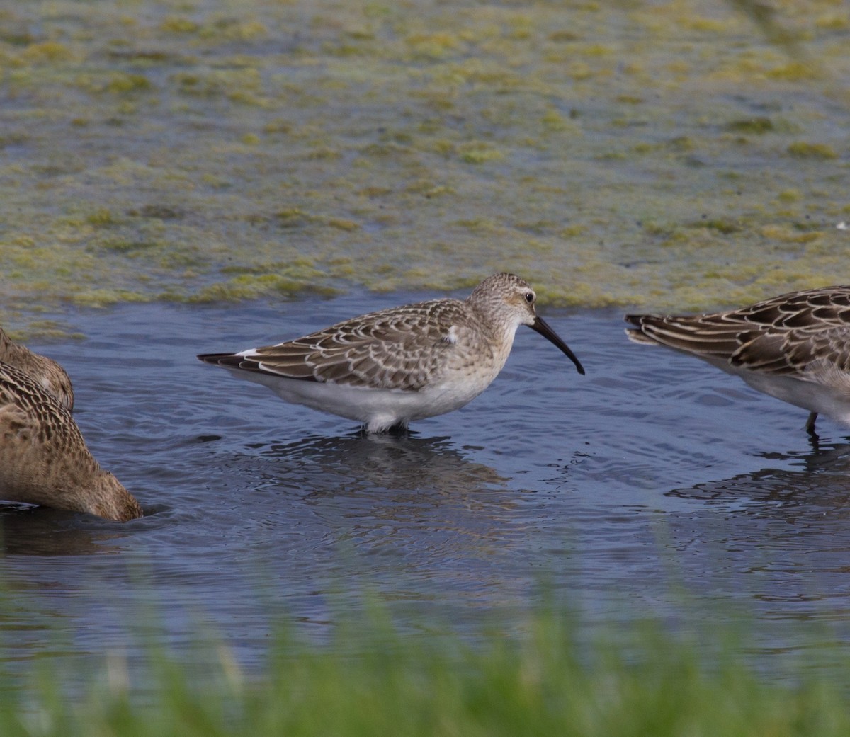 Curlew Sandpiper - ML617027092