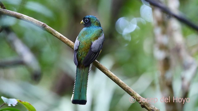 Northern Black-throated Trogon - ML617027154