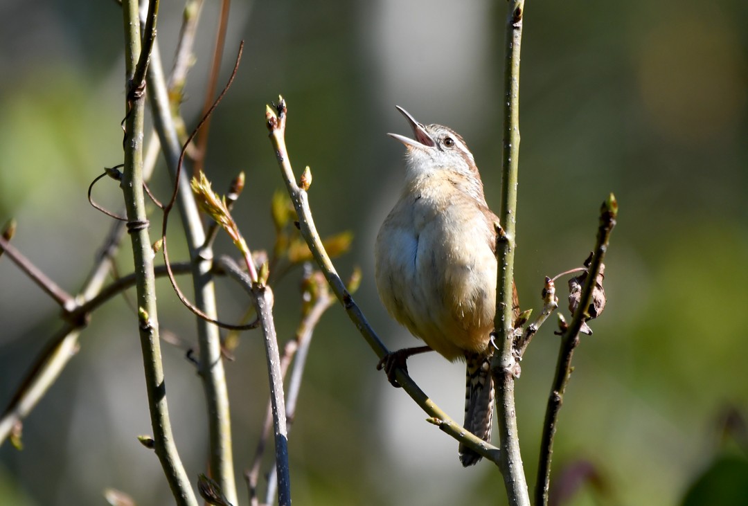 Carolina Wren - ML617027199