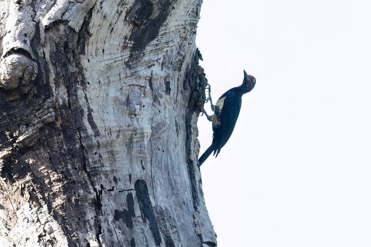 White-bellied Woodpecker - Harald Dahlby