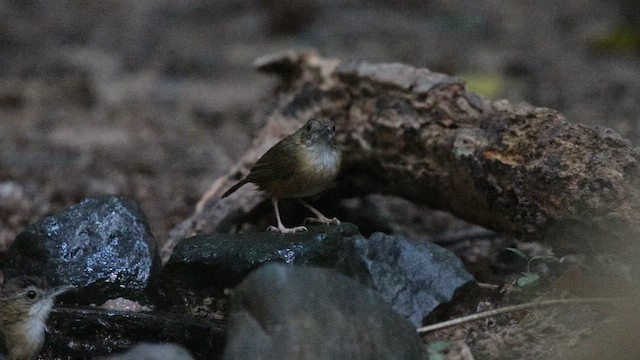 Abbott's Babbler - ML617027333