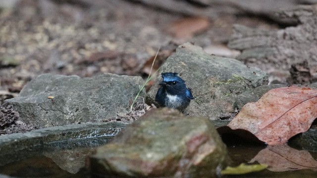 Hainan Blue Flycatcher - ML617027405