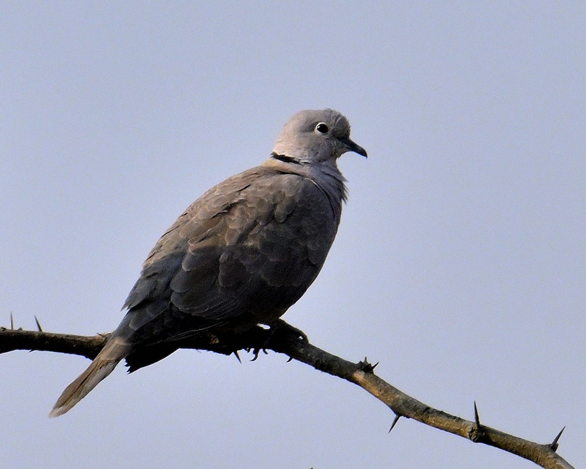 Eurasian Collared-Dove - ML617027426