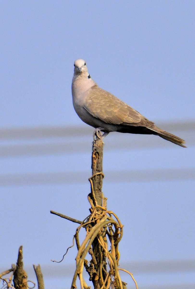 Eurasian Collared-Dove - ML617027428