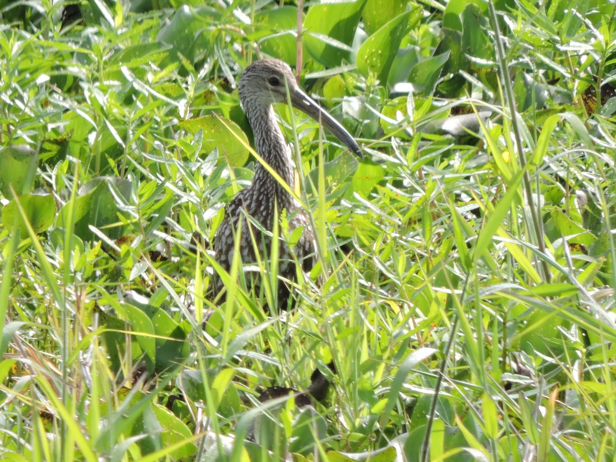 Limpkin - ML617027441