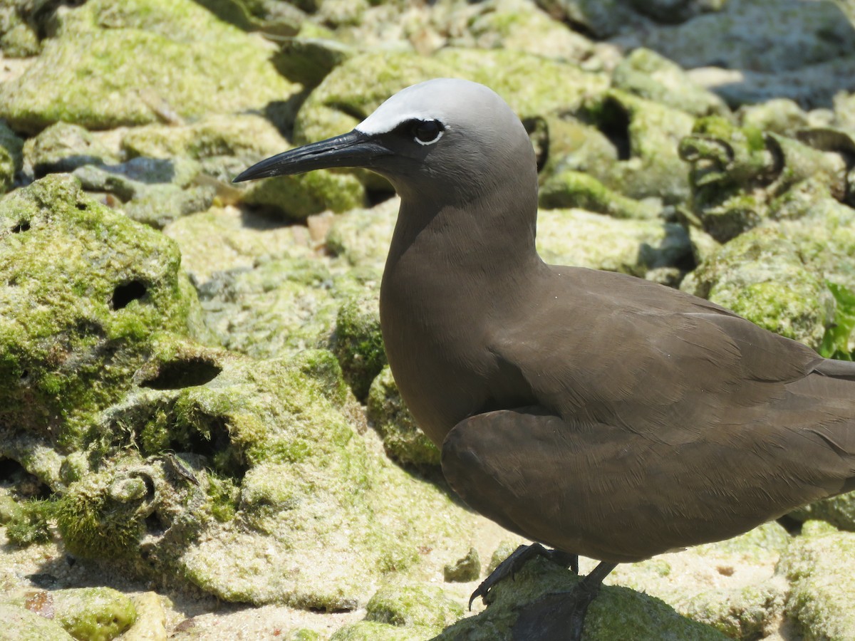 Brown Noddy - ML617027442