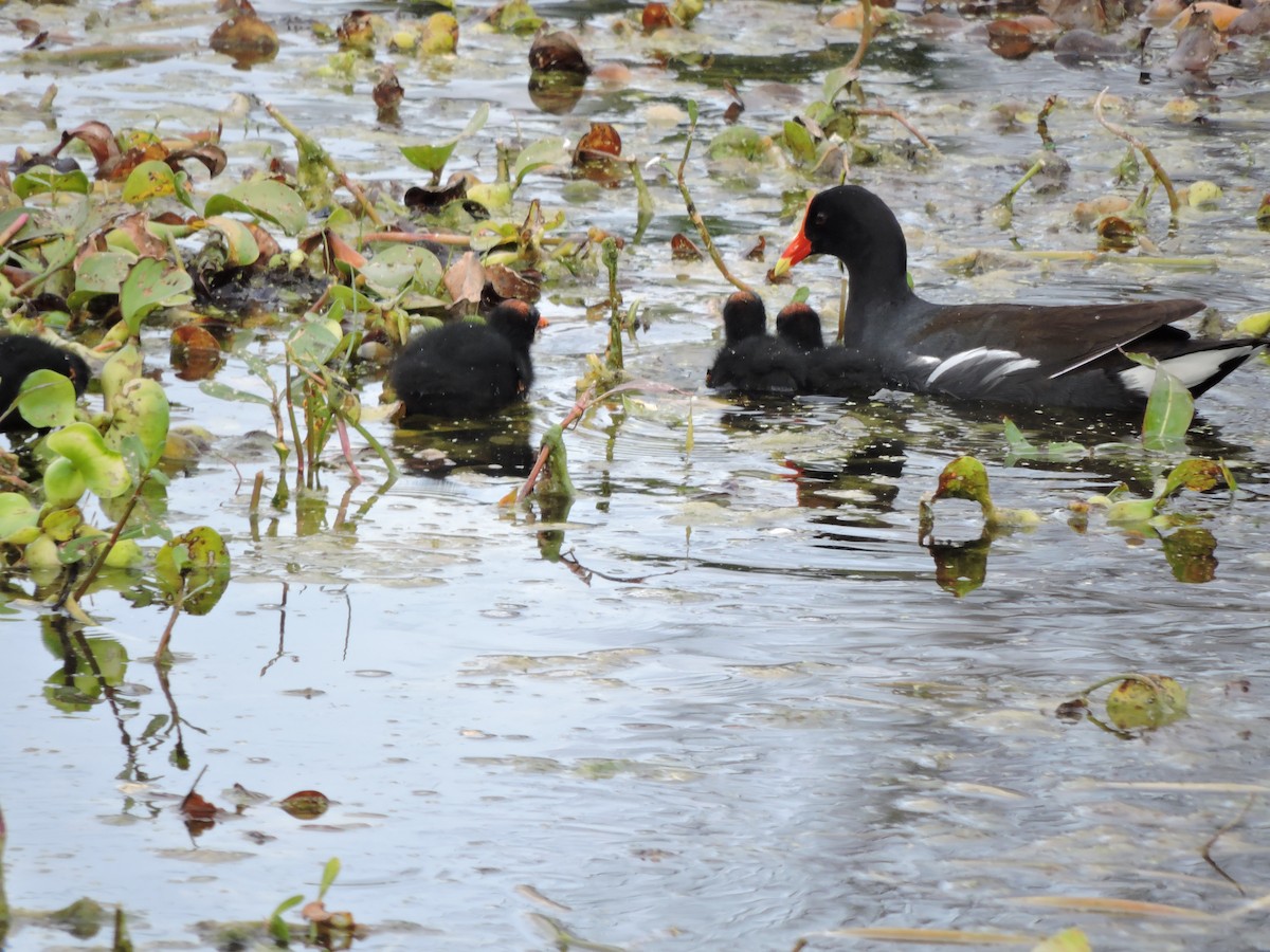 Common Gallinule - ML617027467