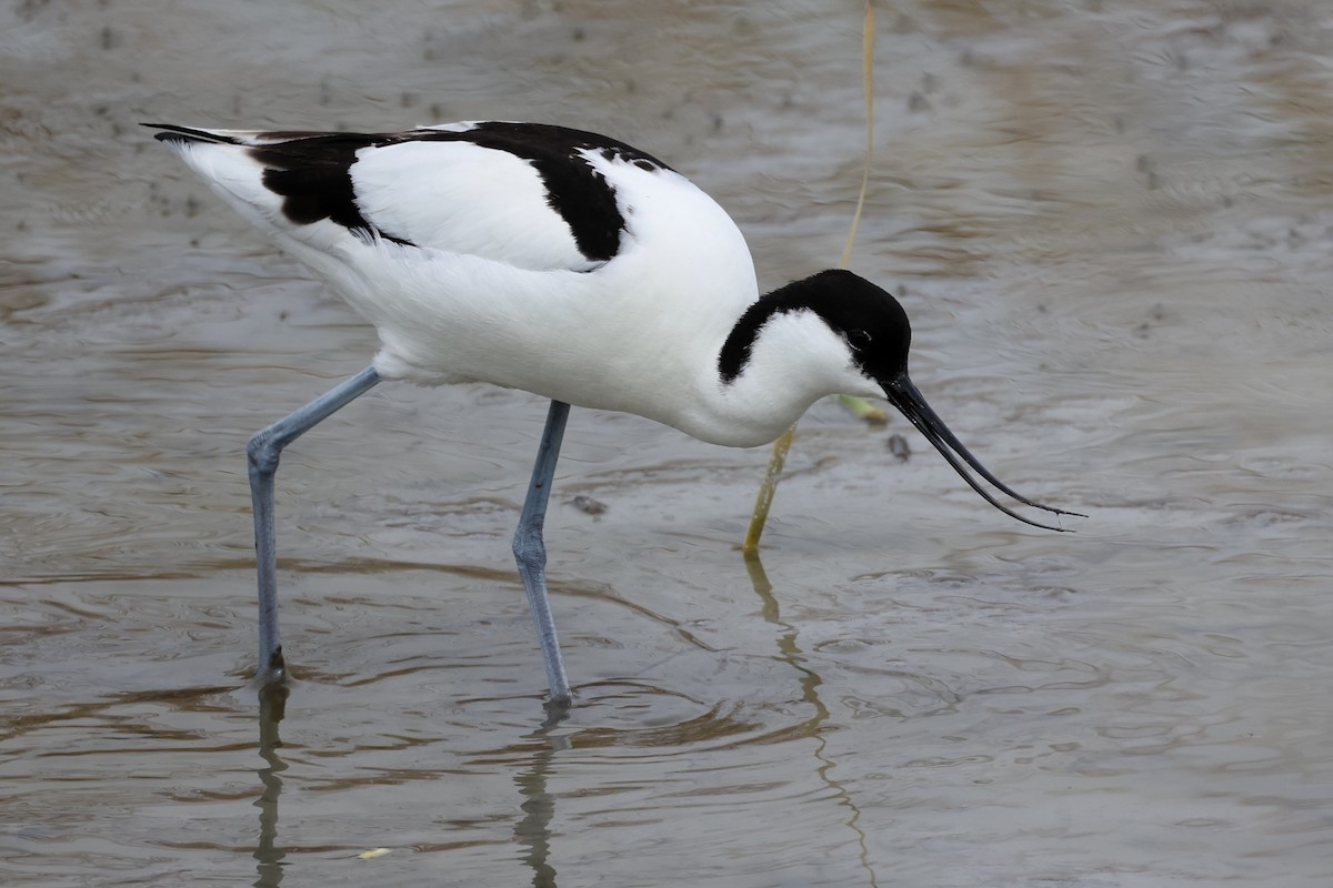 Pied Avocet - ML617027496