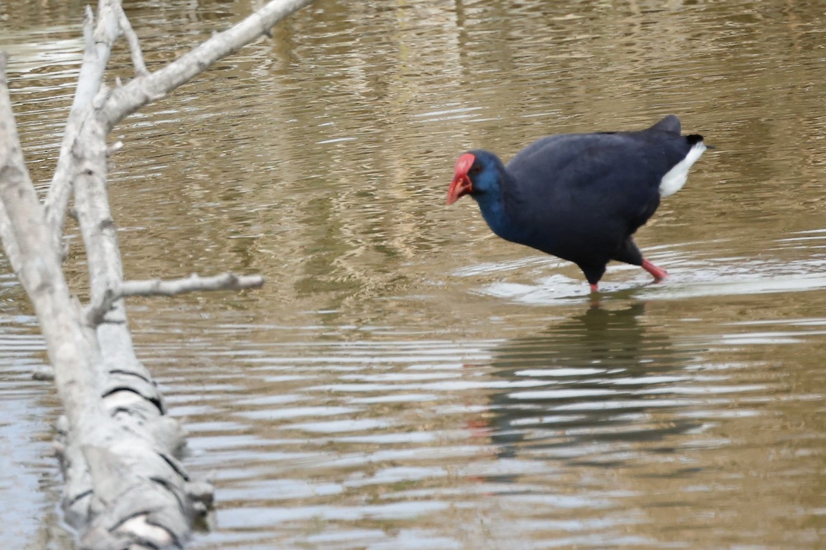 Western Swamphen - ML617027510