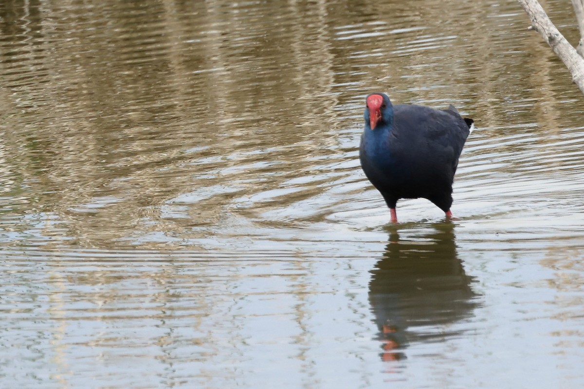 Western Swamphen - ML617027512