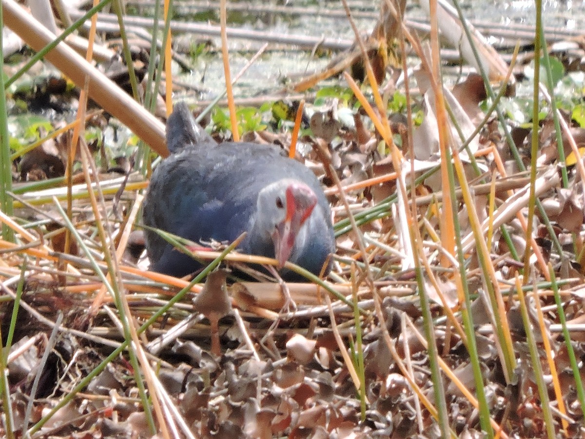 Gray-headed Swamphen - ML617027519