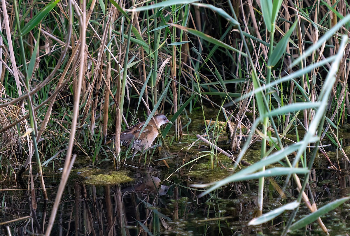 Little Crake - ML617027532