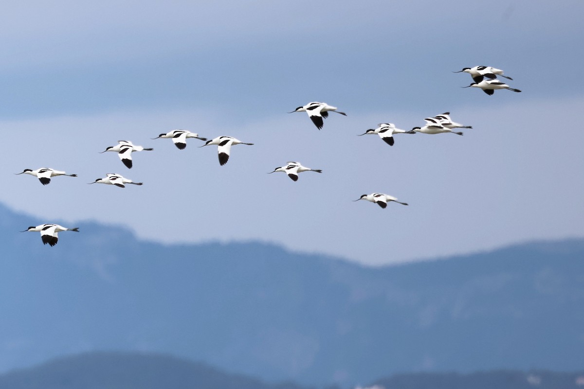 Pied Avocet - ML617027536