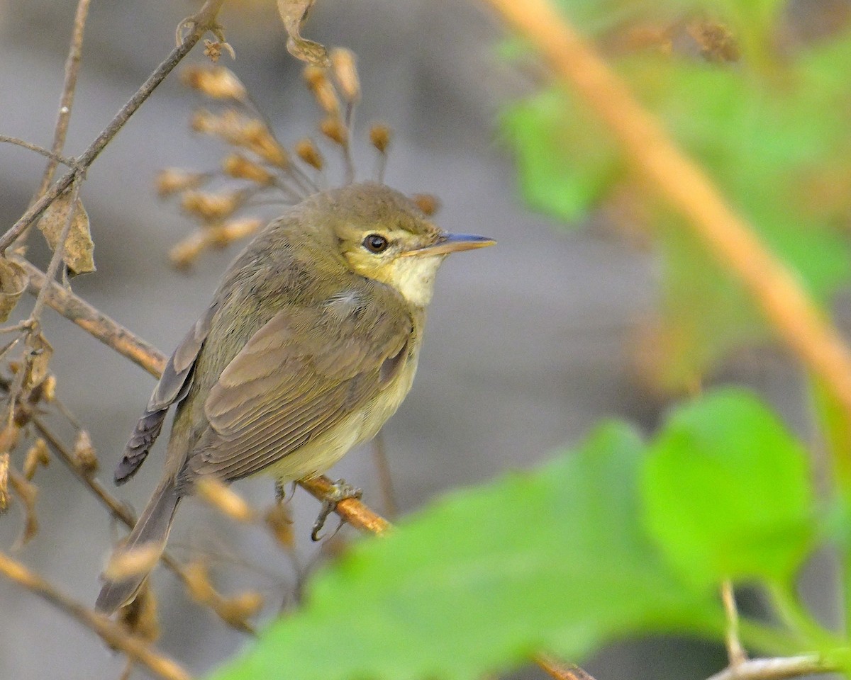 Blyth's Reed Warbler - ML617027555