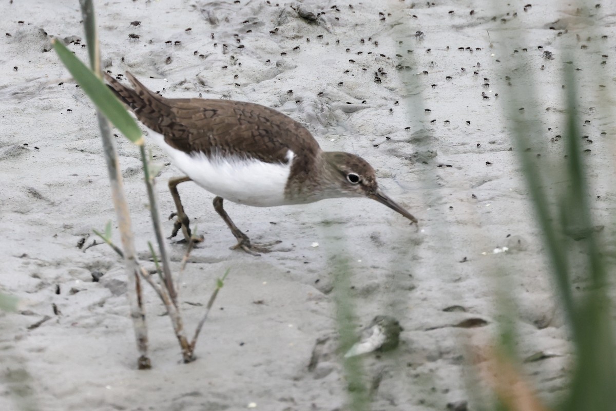 Common Sandpiper - ML617027623