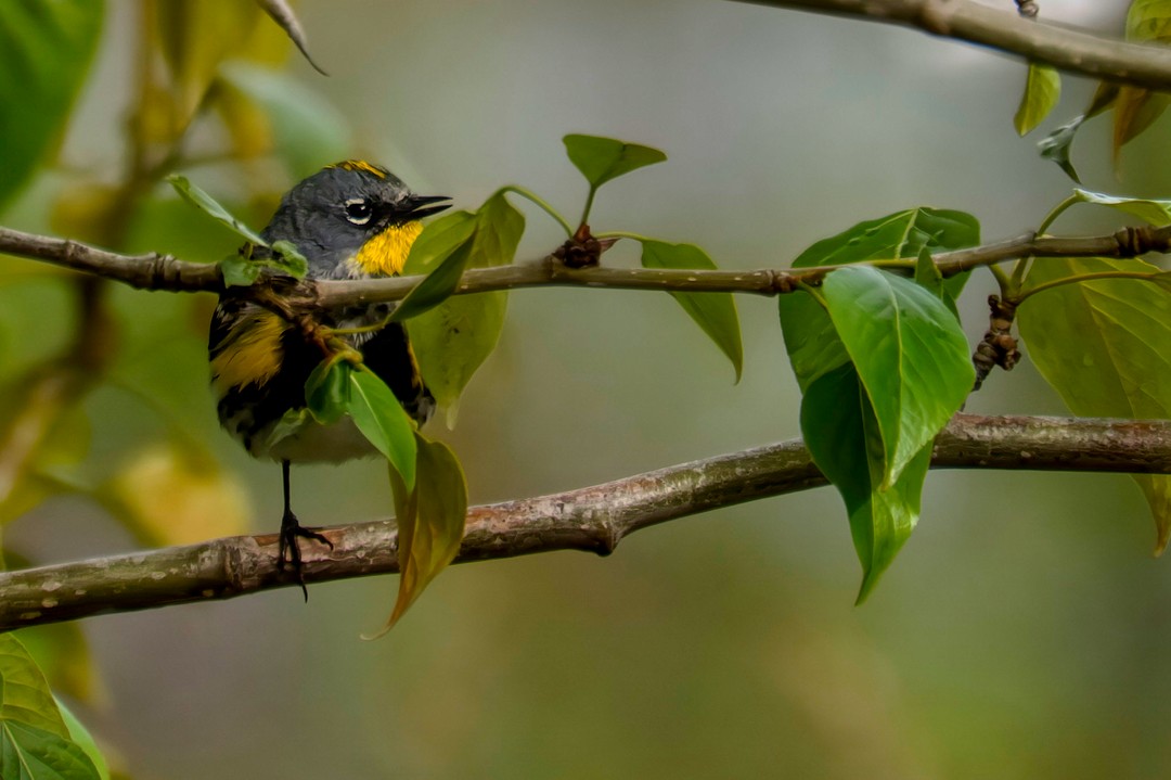 Yellow-rumped Warbler (Audubon's) - ML617027629