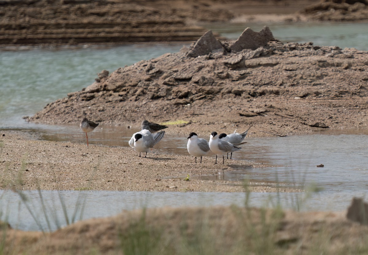 Spotted Redshank - ML617027638