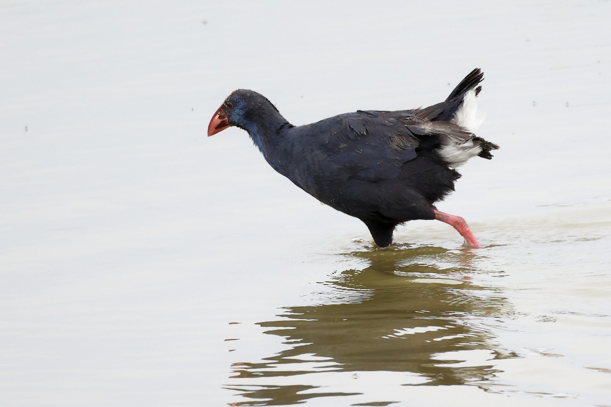 Western Swamphen - ML617027639