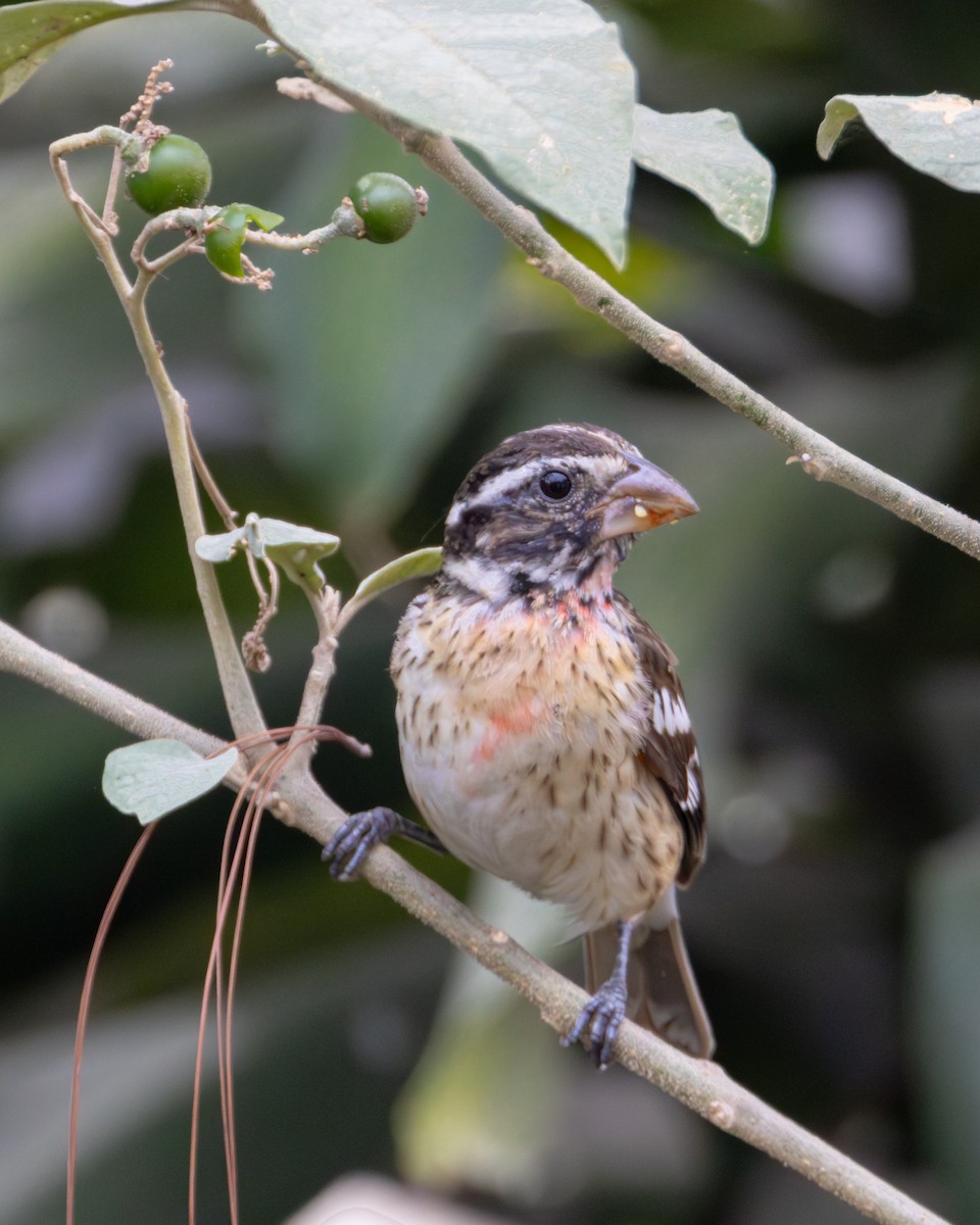 Rose-breasted Grosbeak - Ligia y Carlos Marroquín Pimentel