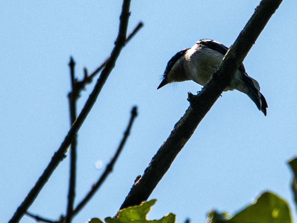 Bar-winged Flycatcher-shrike - ML617027643