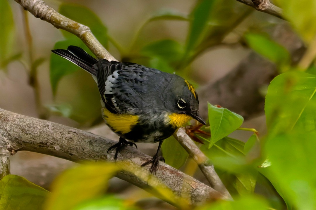 myrteparula (auduboni) (sitronstrupeparula) - ML617027672