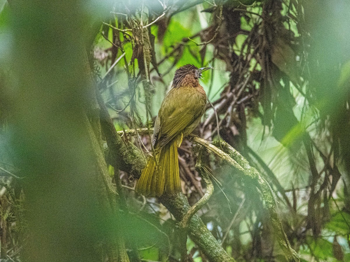 Mountain Bulbul - ML617027676