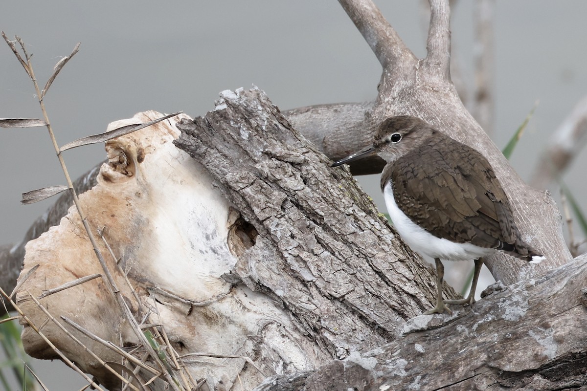 Common Sandpiper - ML617027681