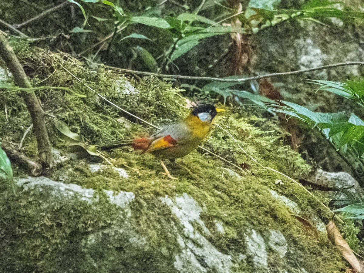 Silver-eared Mesia - ML617027731