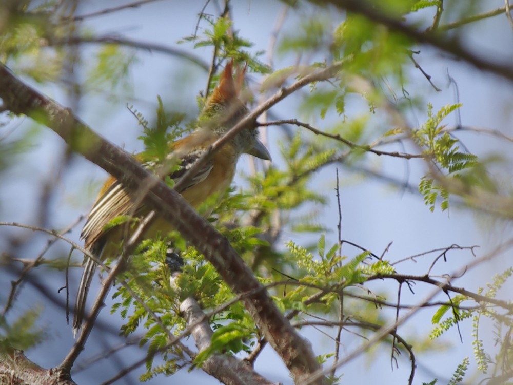 Black-crested Antshrike - Volkov Sergey