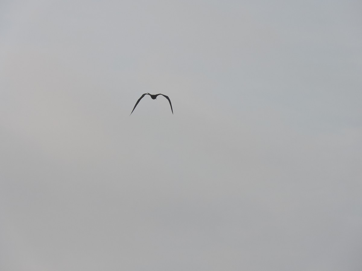 Magnificent Frigatebird - ML617027794