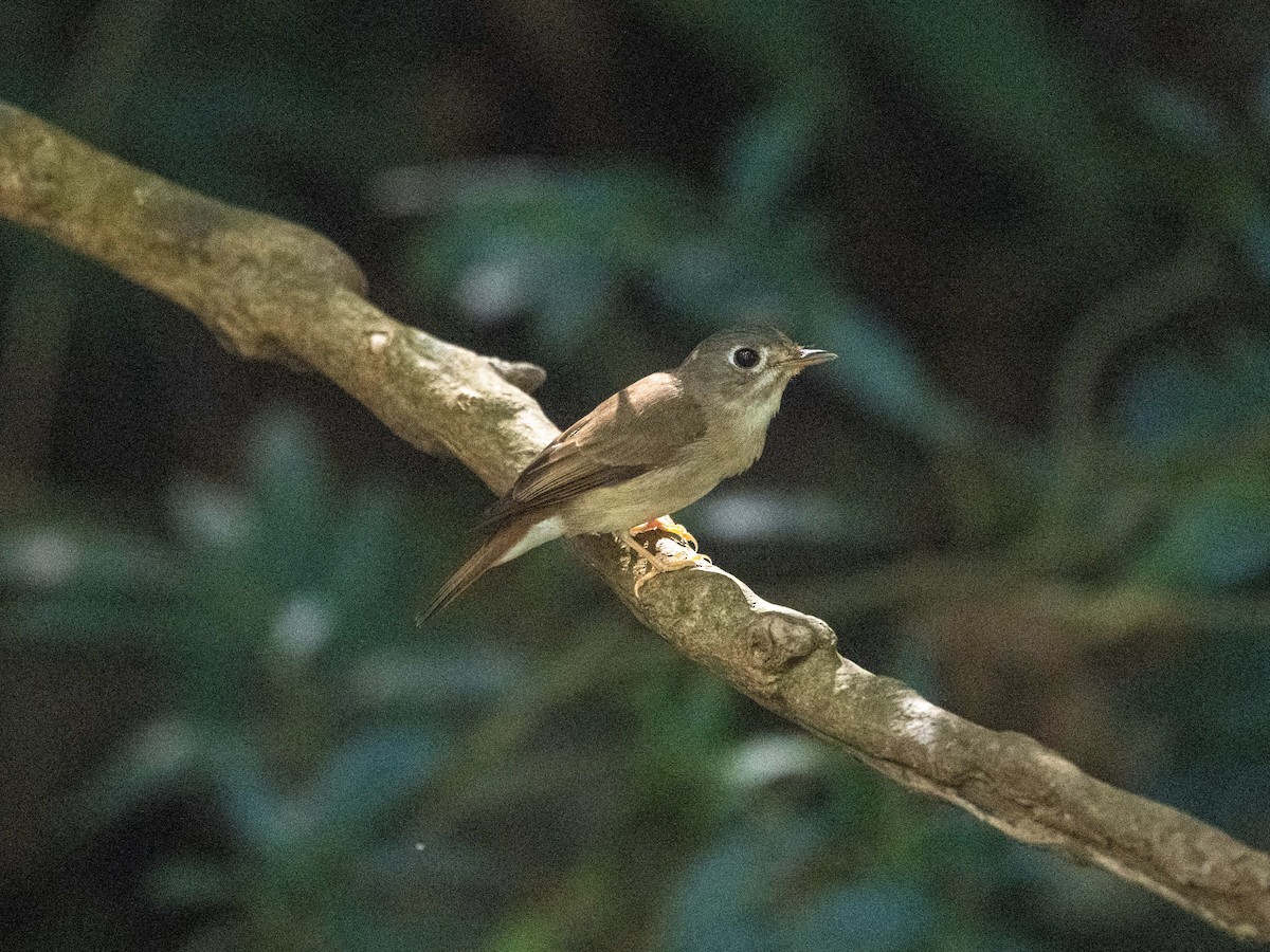 Brown-breasted Flycatcher - ML617027795