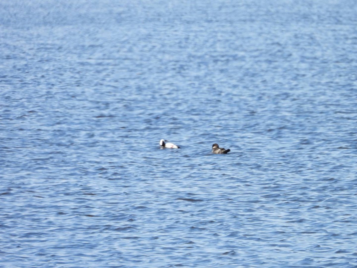 Bufflehead - ML617027797