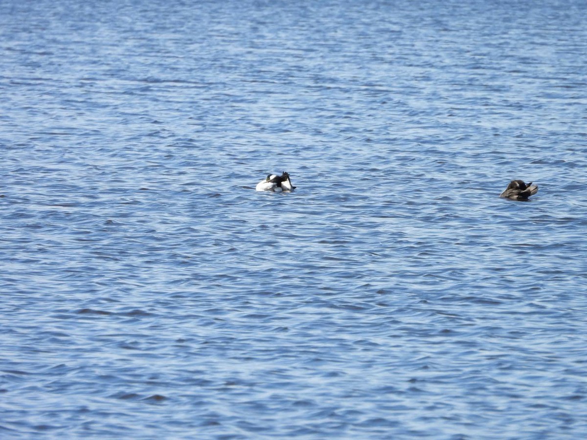 Bufflehead - ML617027807