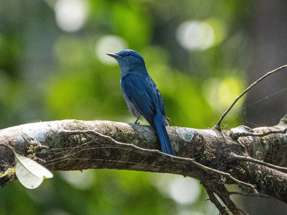 Pale Blue Flycatcher - ML617027831