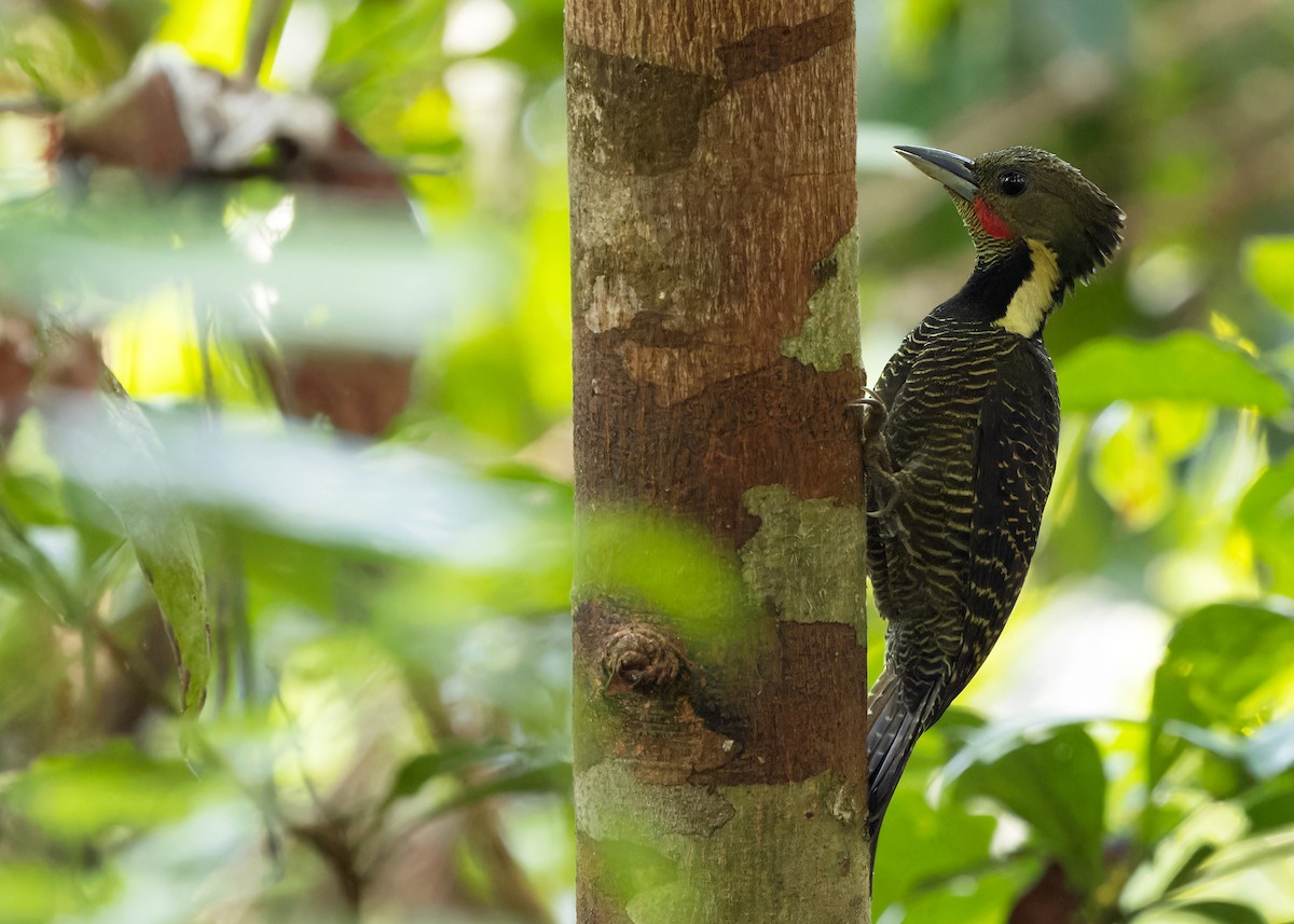 Buff-necked Woodpecker - Ayuwat Jearwattanakanok
