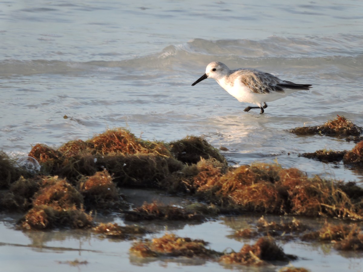 Bécasseau sanderling - ML617027897