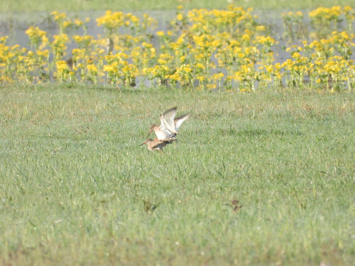 Common Redshank - Franciszek Konrad