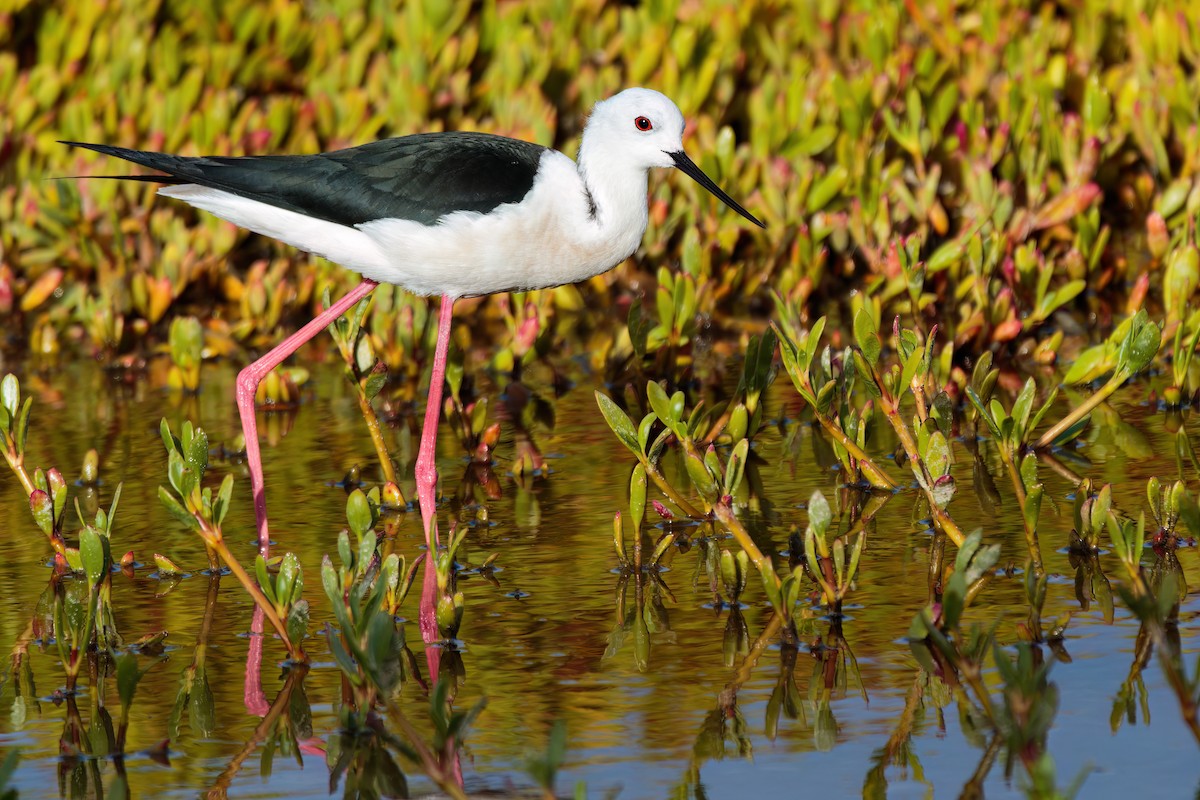 Black-winged Stilt - ML617027904