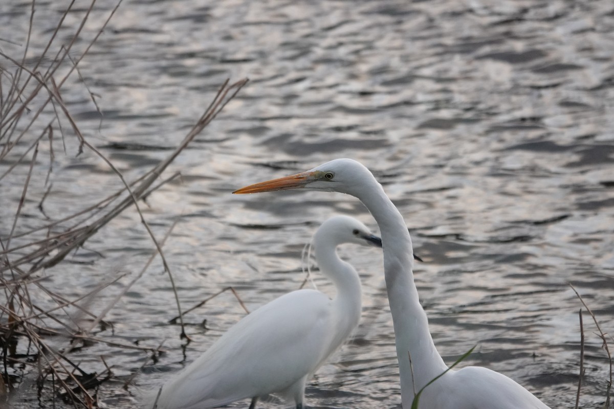 Great Egret - Mark Shorten