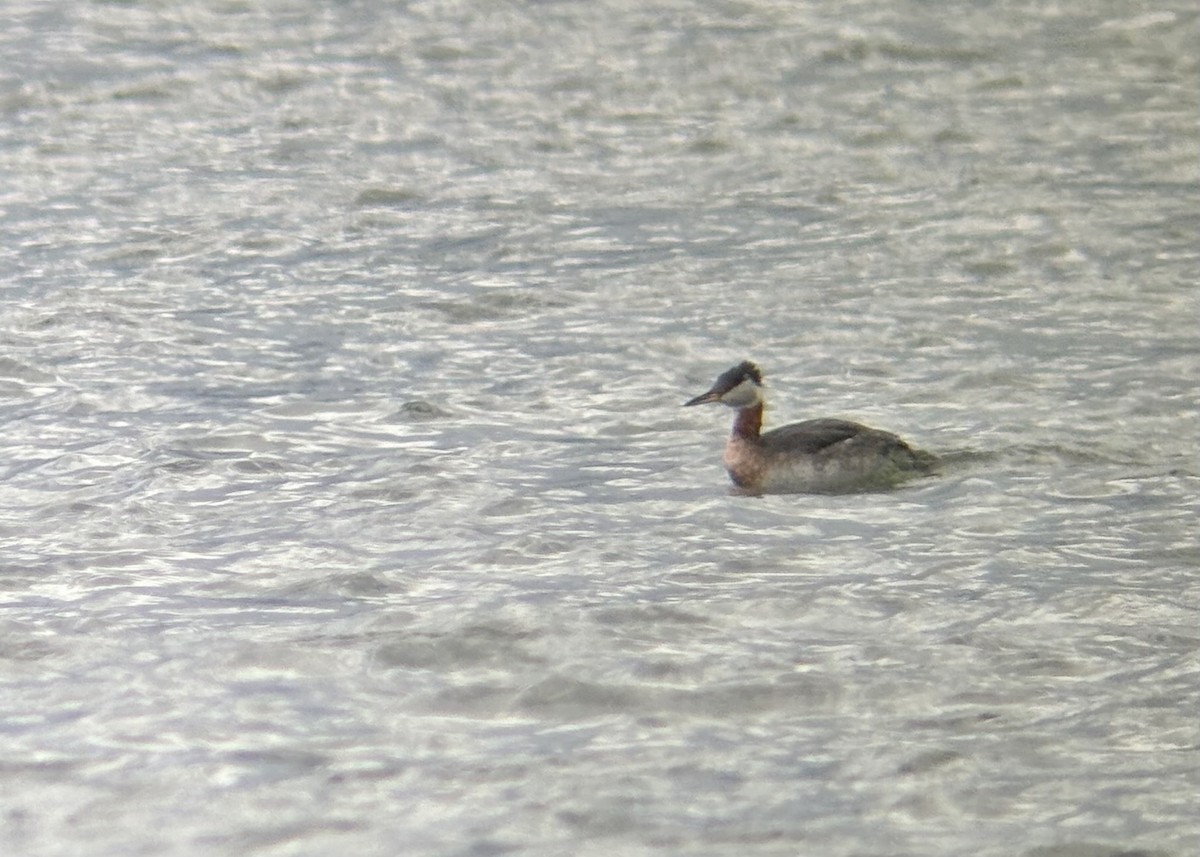 Red-necked Grebe - ML617027971