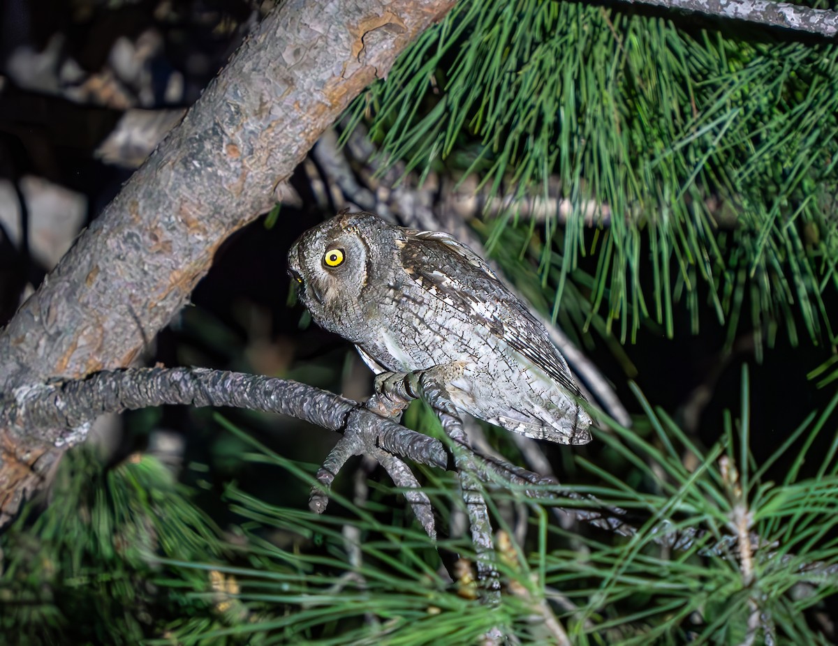 Eurasian Scops-Owl - Ali COBANOGLU