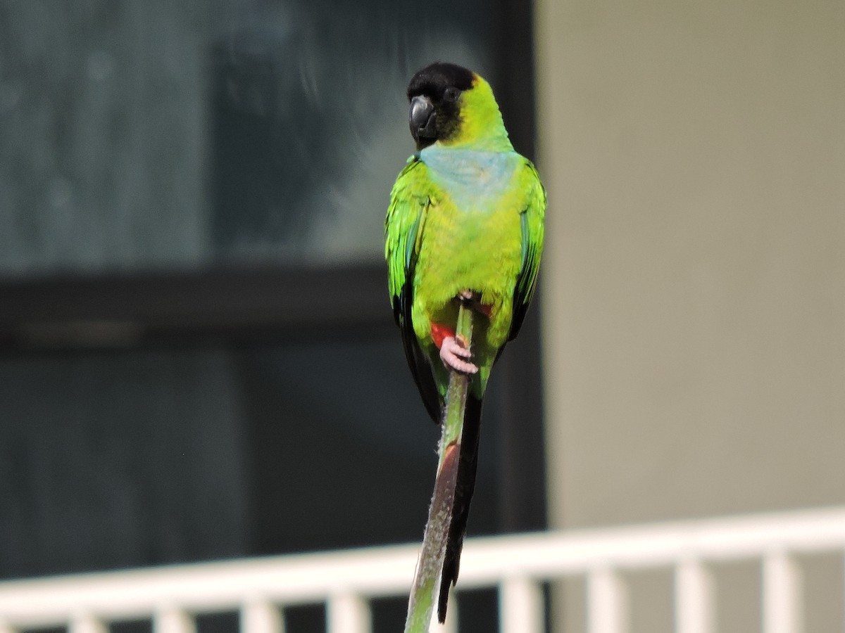 Nanday Parakeet - ML617028024