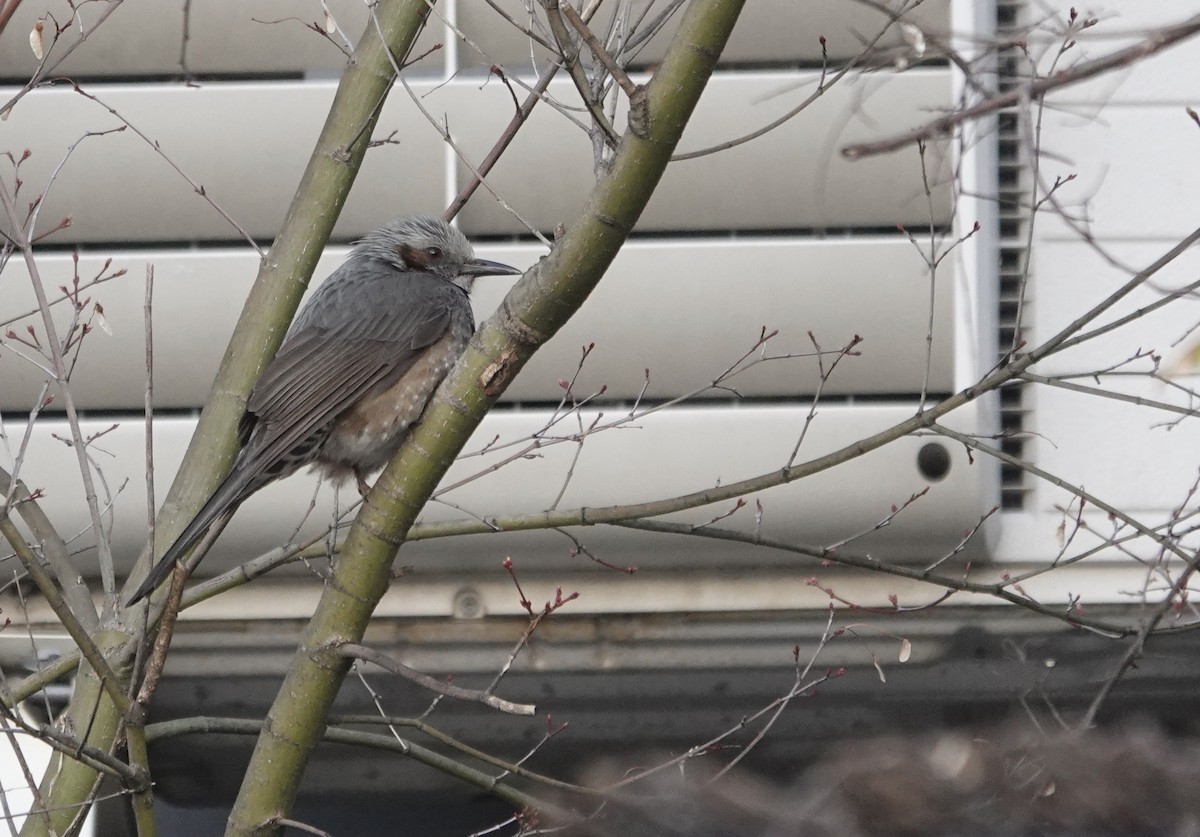 Brown-eared Bulbul - Mark Shorten