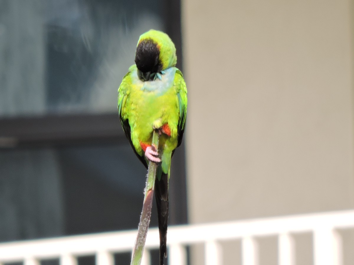 Nanday Parakeet - ML617028030