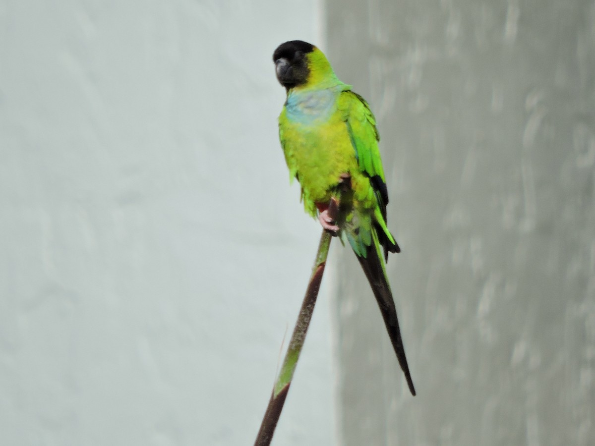 Nanday Parakeet - ML617028038