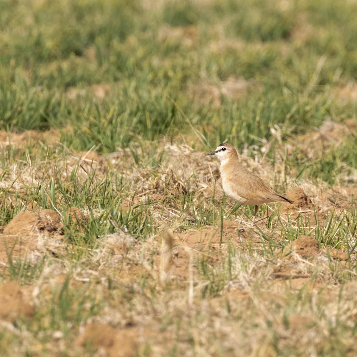 Mountain Plover - ML617028064