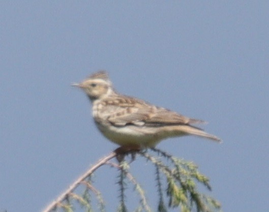 Wood Lark - ML617028130