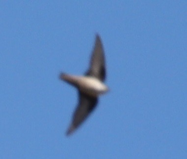 Eurasian Crag-Martin - ML617028138